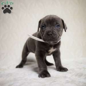 Eeyore, Cane Corso Puppy